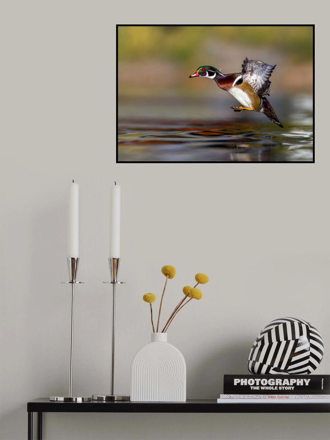 iHop, Wood Duck, Aix sponsa Poster och Canvastavla
