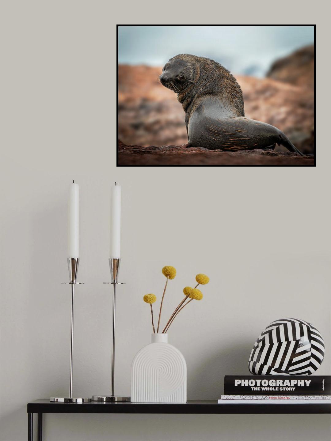 A lonely seal Poster och Canvastavla