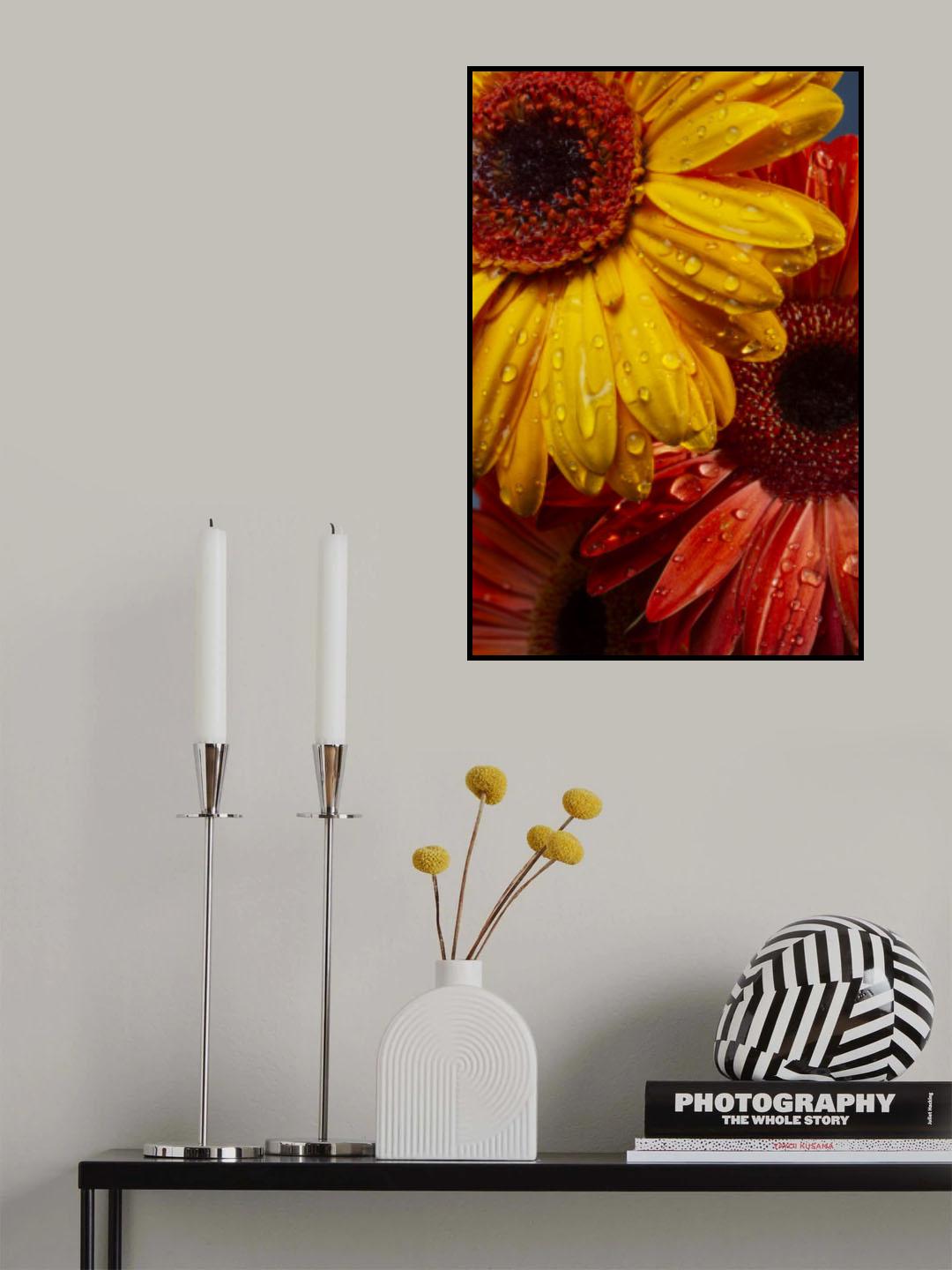 Gerbera flowers and water drops Poster och Canvastavla