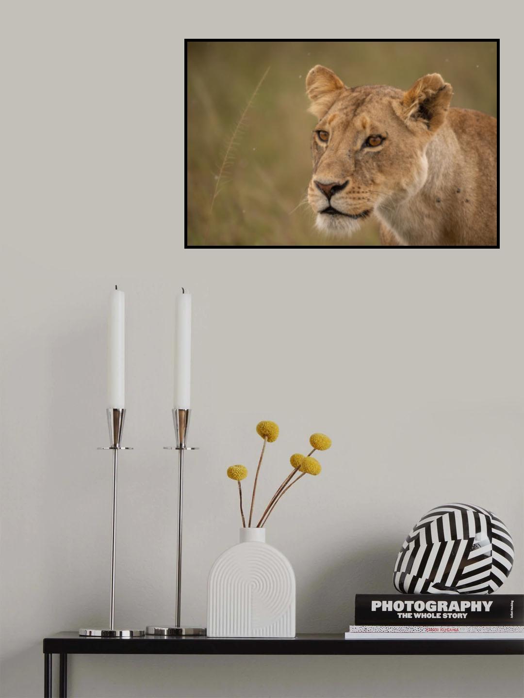 Lioness Poster och Canvastavla
