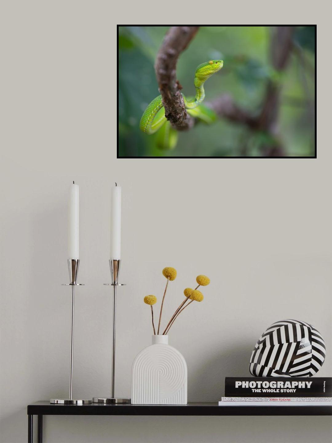 Trimeresurus albolabris Poster och Canvastavla