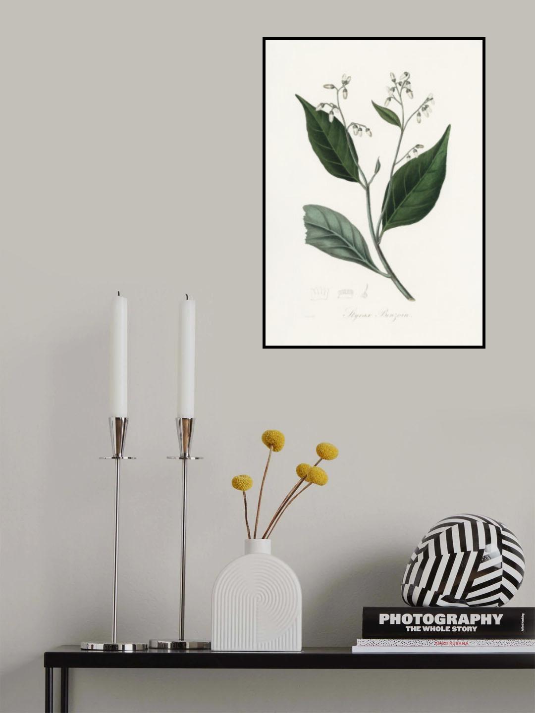 Gum Benjamin Tree (styrax Benzoin Medical Botany Poster och Canvastavla