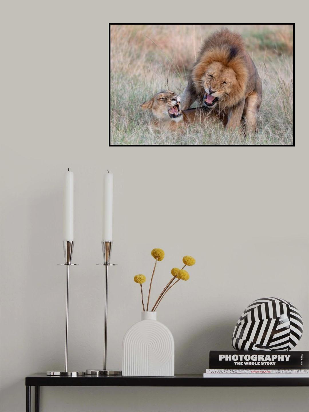 Mating Lions Poster och Canvastavla