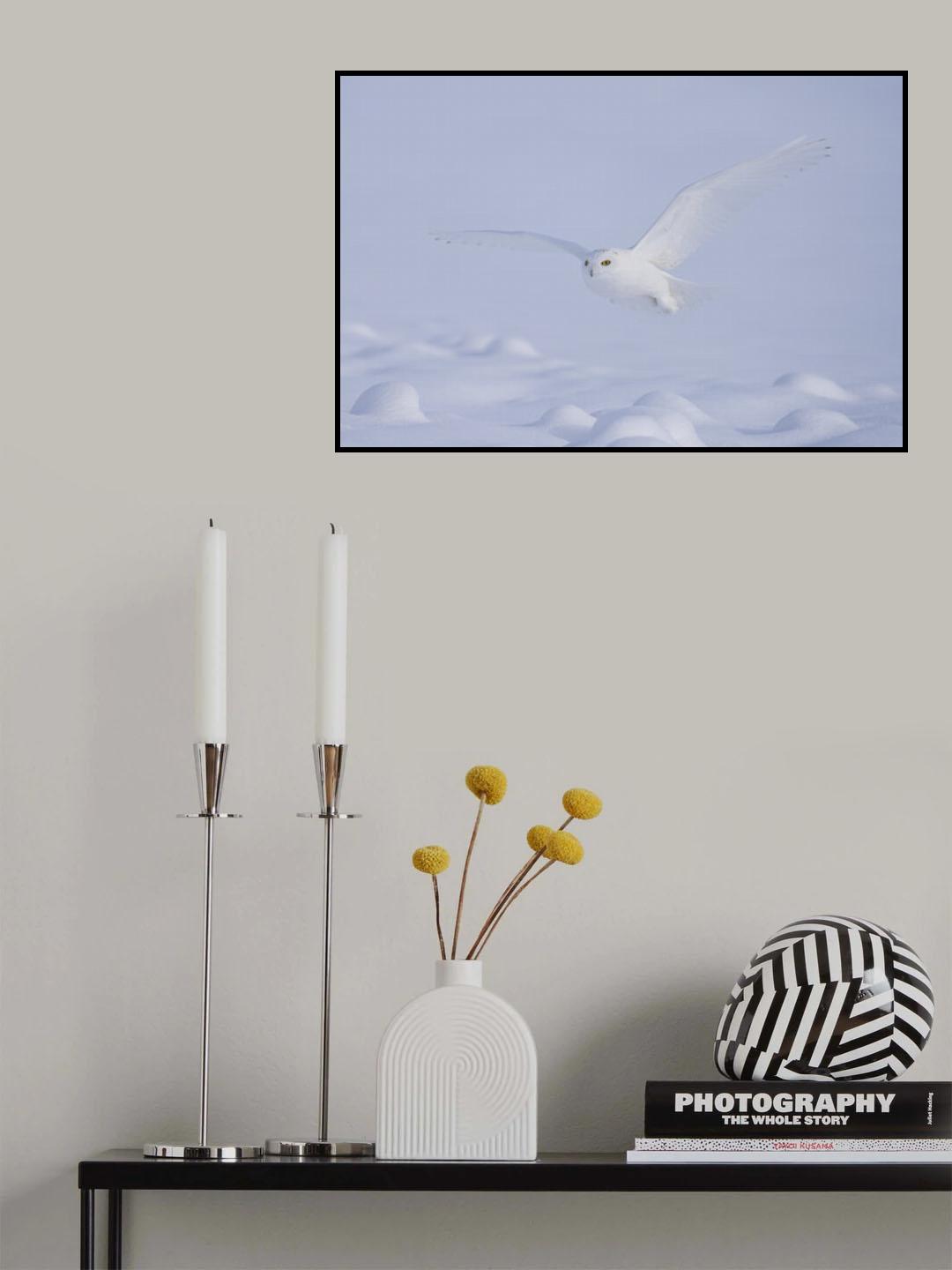 Silent Glider Poster och Canvastavla