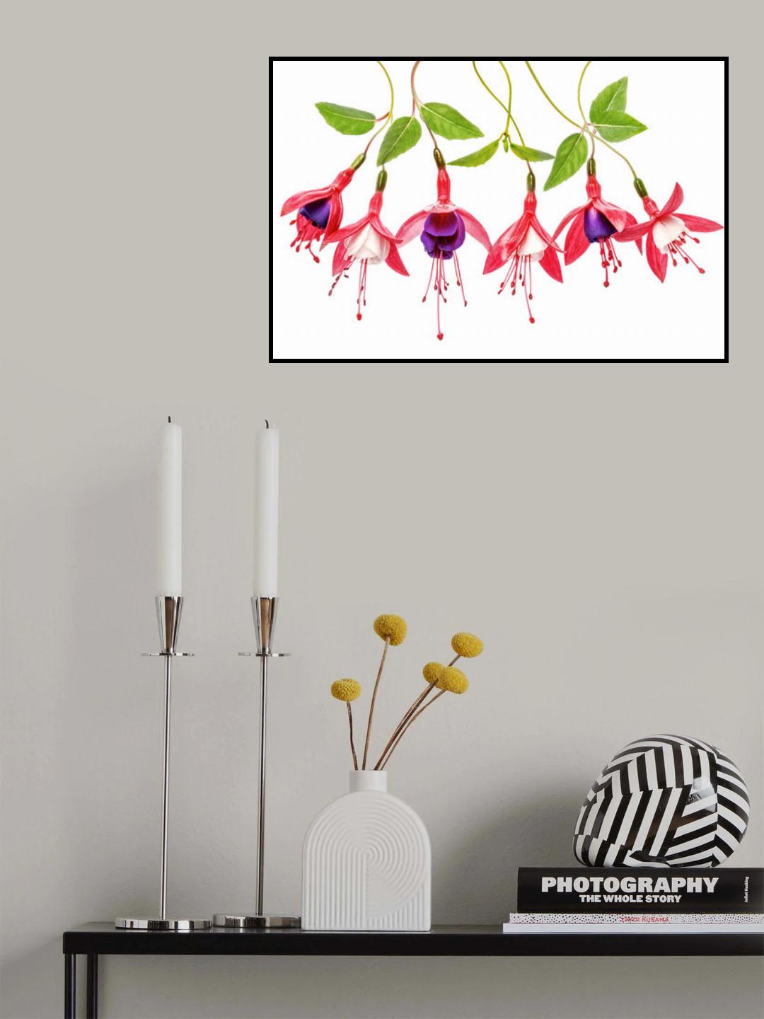 .Fuchsia. Poster och Canvastavla