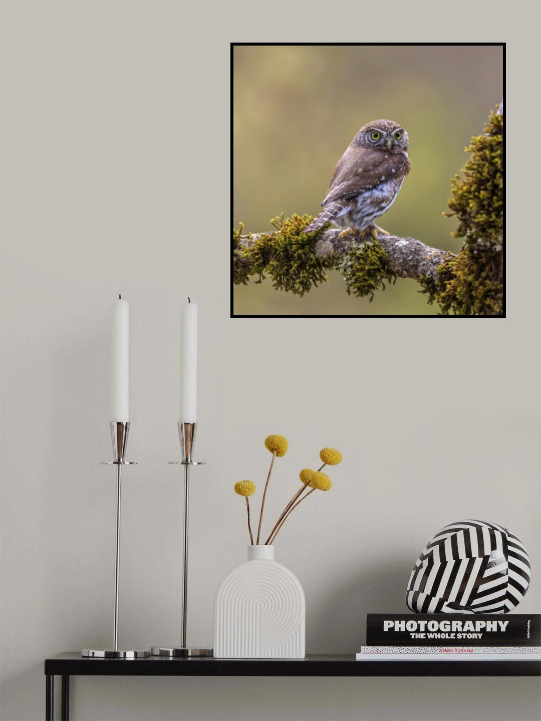 Northern Pygmy Owl Poster och Canvastavla