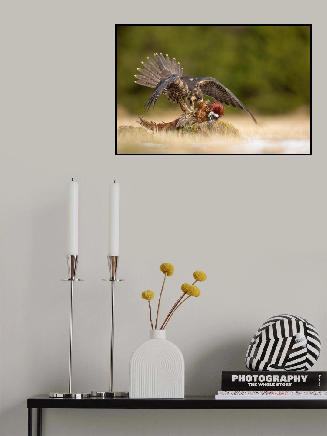 Peregrine Falcon Poster och Canvastavla