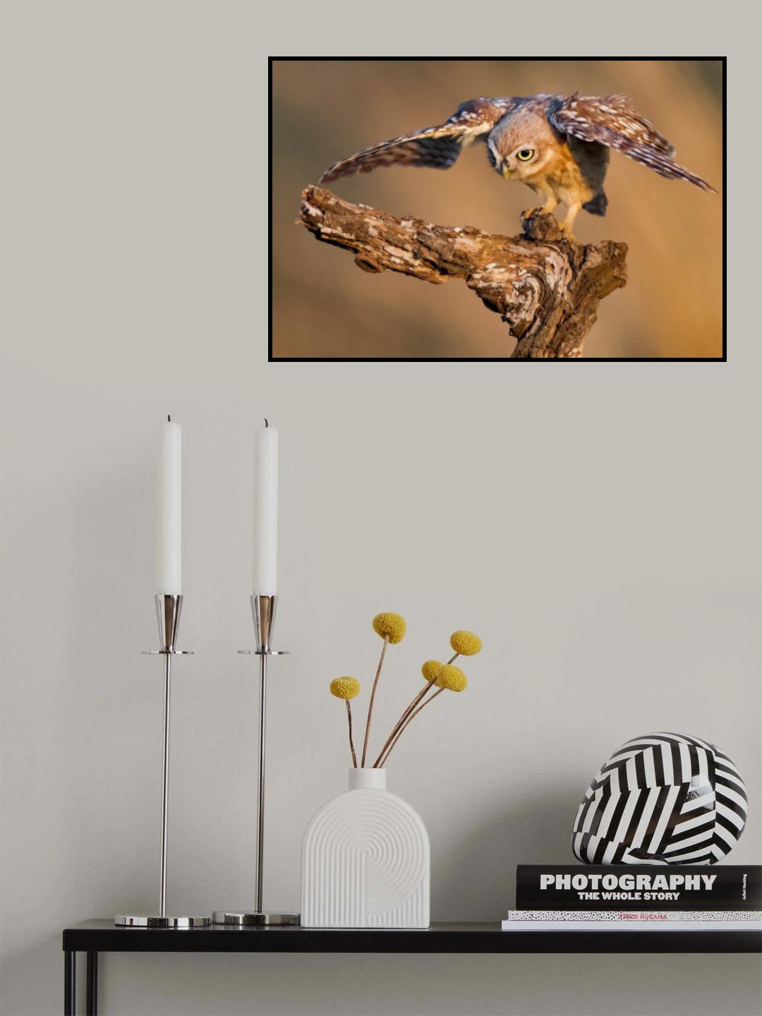 Little owl Poster och Canvastavla