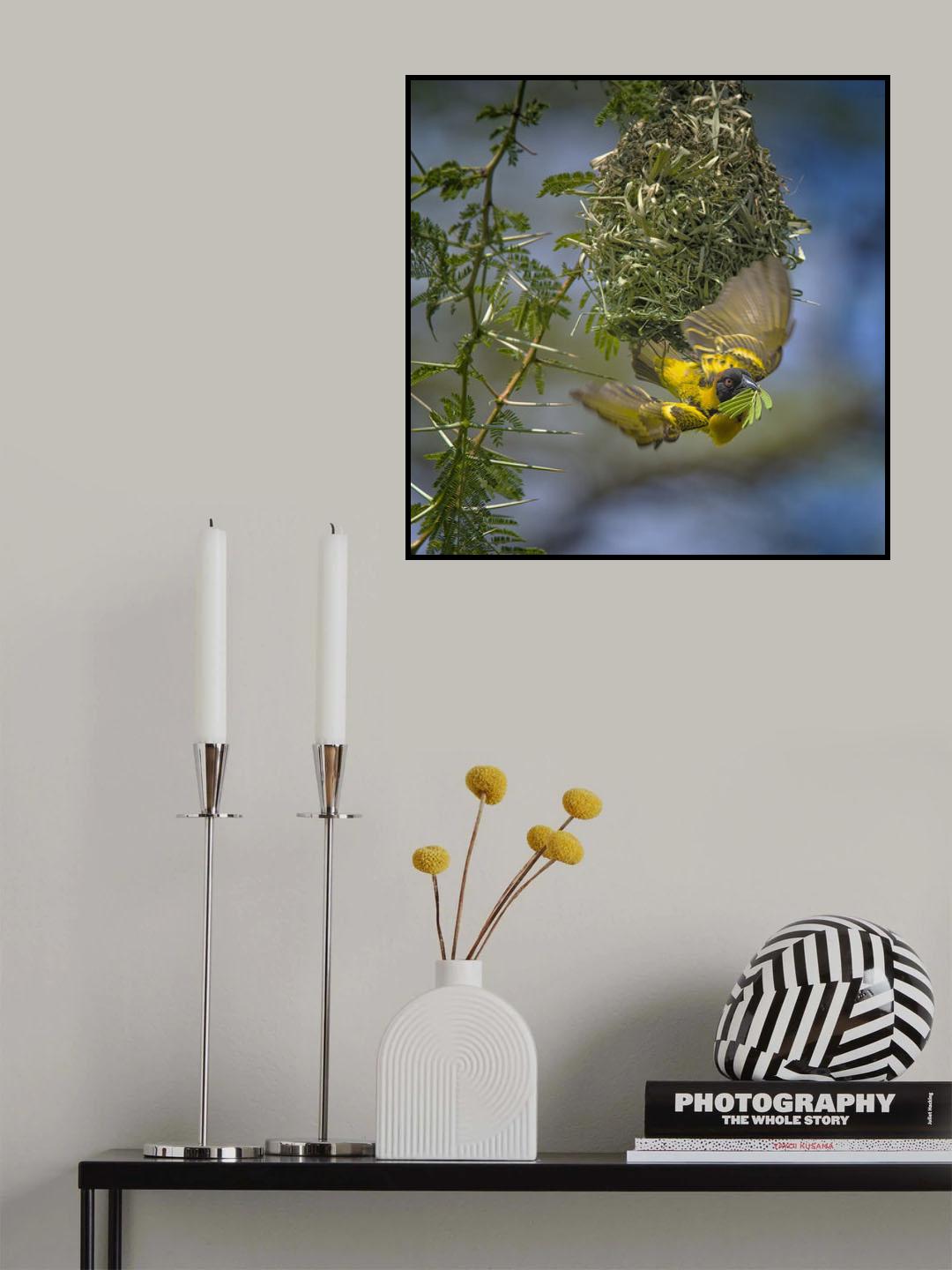 Yellow Weaver Finch Poster och Canvastavla