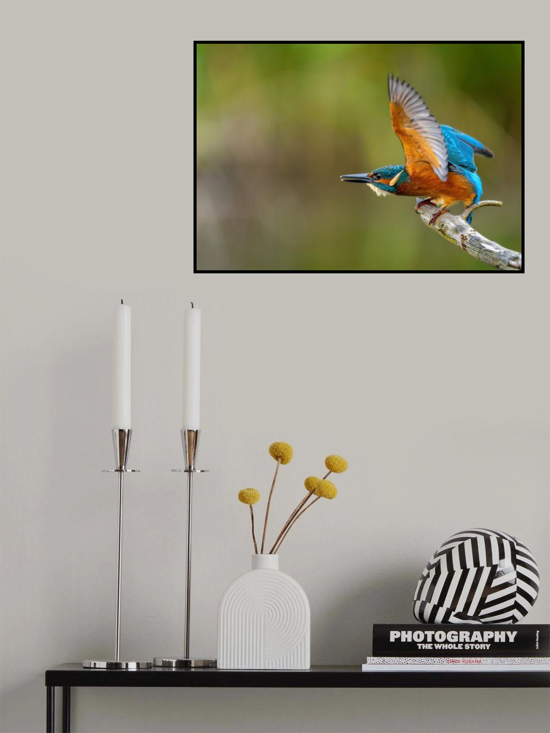 Common Kingfisher Poster och Canvastavla