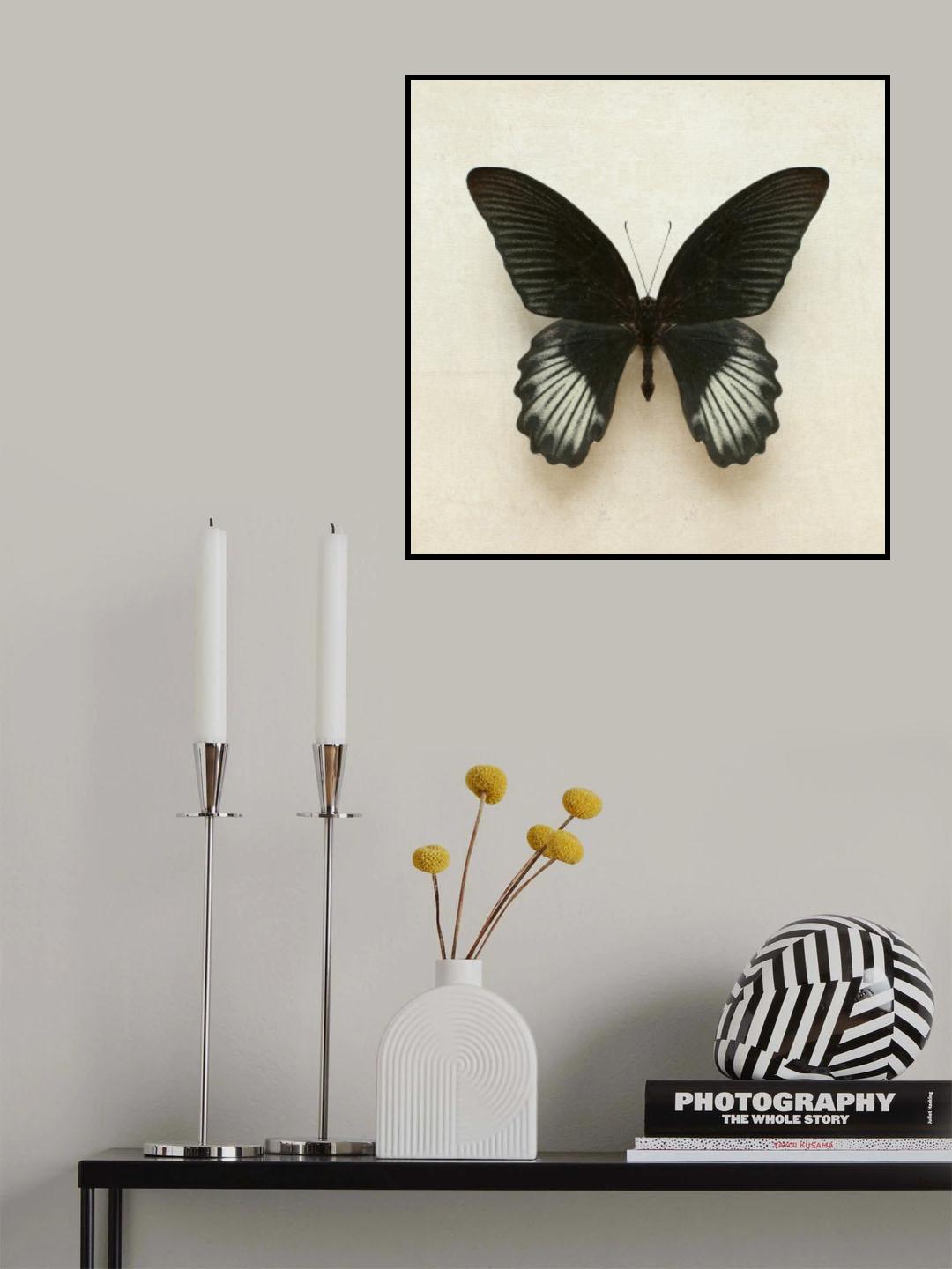 Black Mormon Butterfly Square Poster och Canvastavla