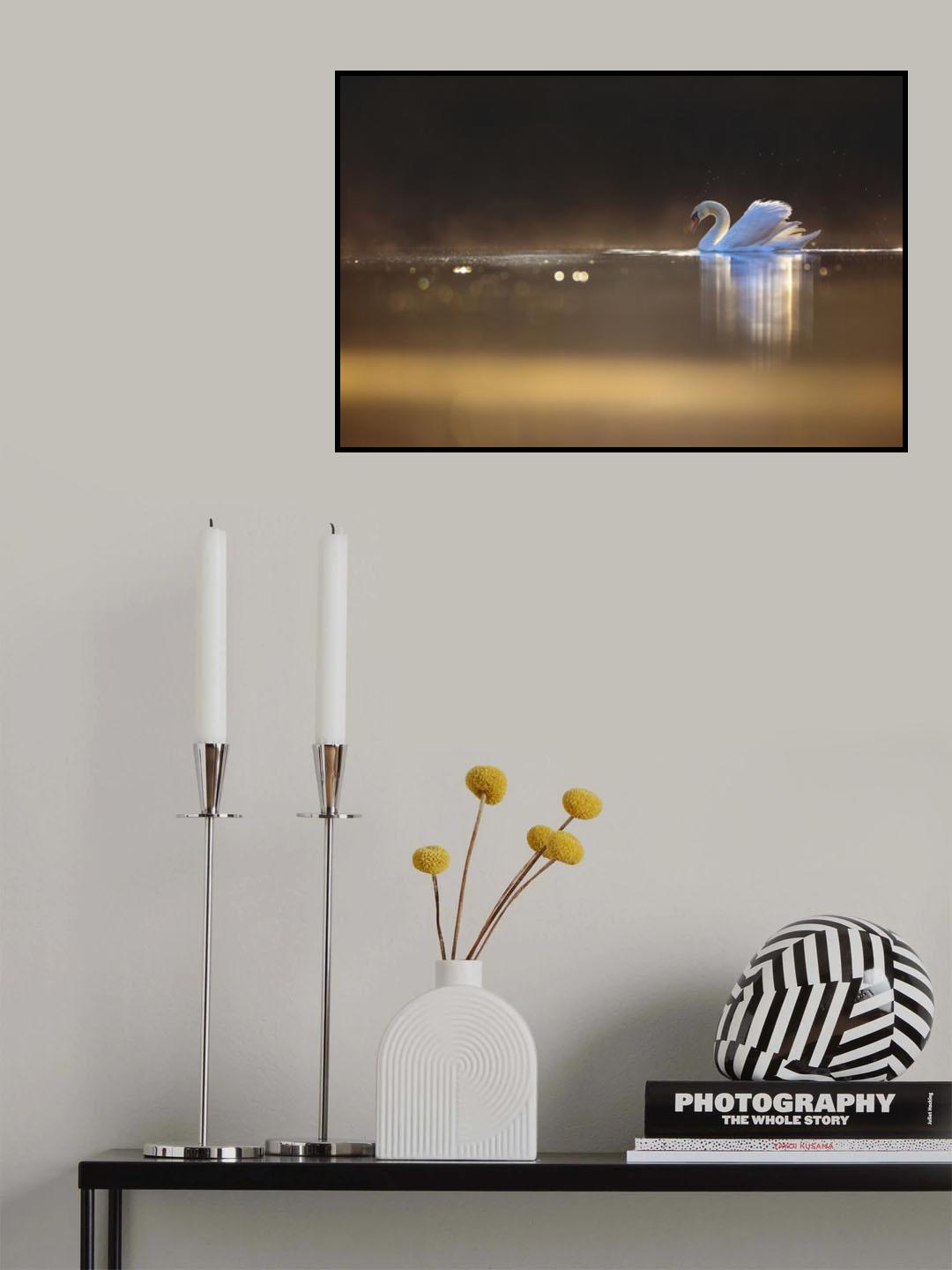 Swan at dawn Poster och Canvastavla