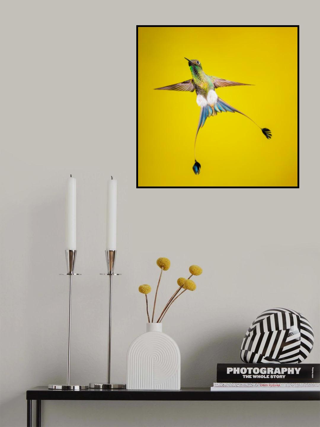 Booted rock-tail Poster och Canvastavla