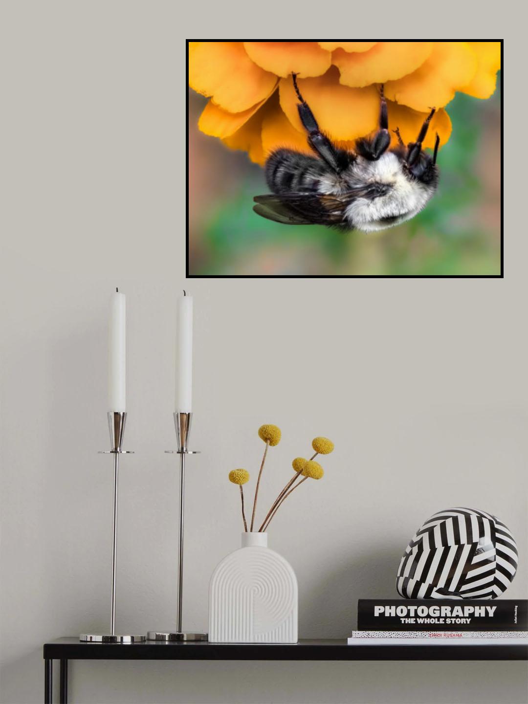 Marigold Poster och Canvastavla