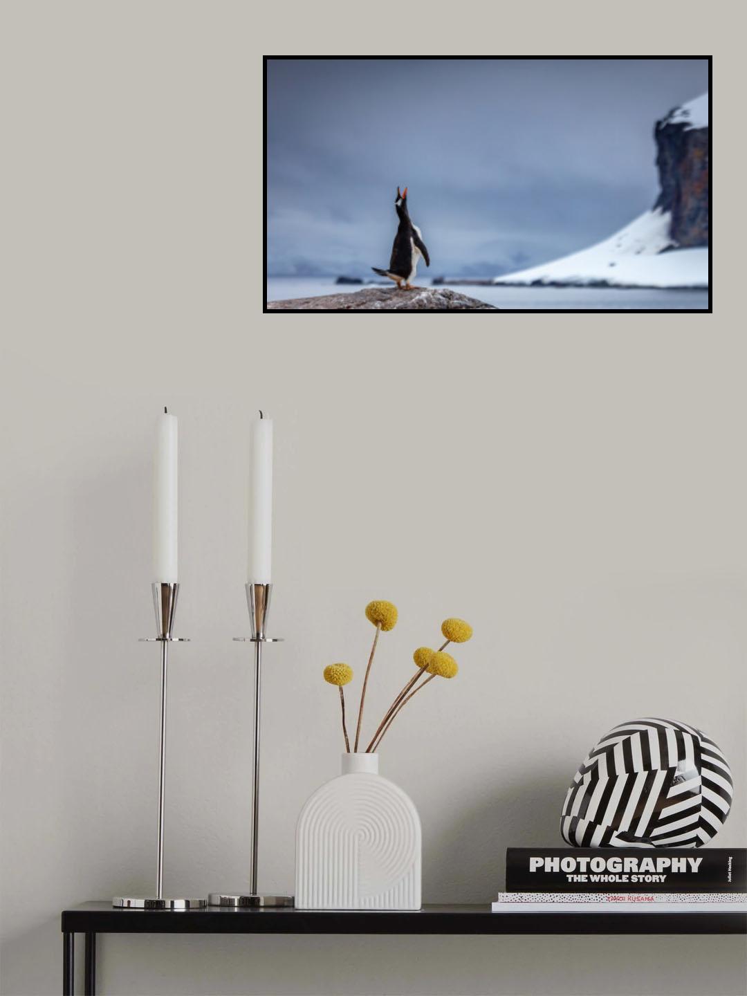 Penguin Calling Poster och Canvastavla