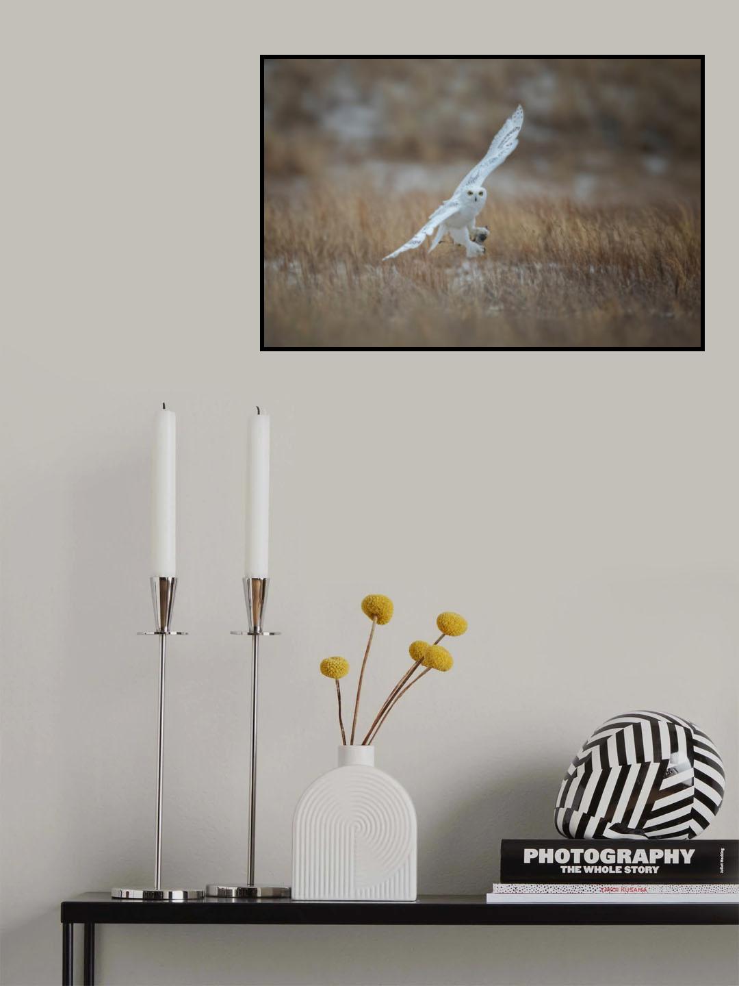 Juvenile Male Snowy Owl Poster och Canvastavla