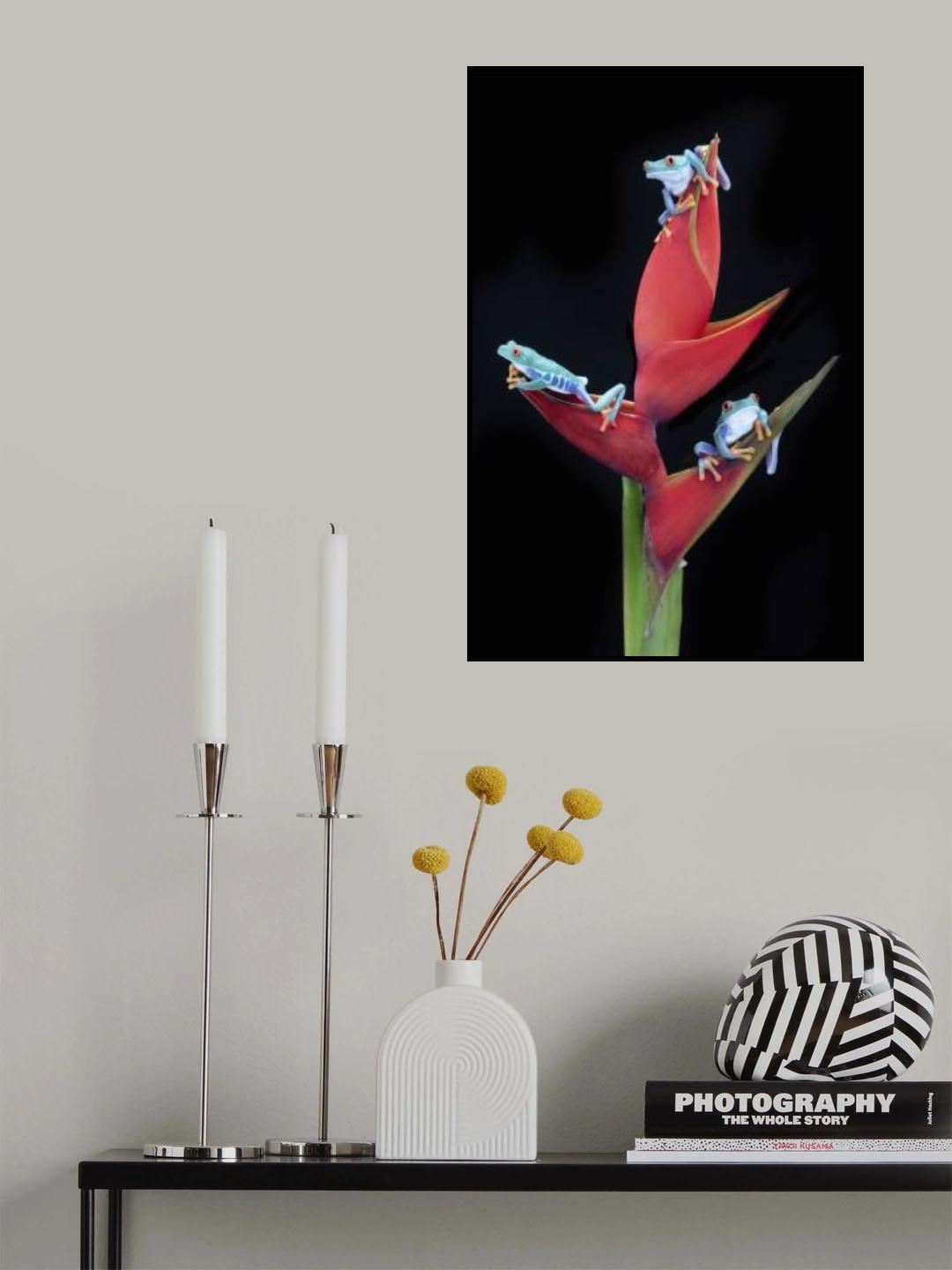 Three Red Eyed Tree Frogs Poster och Canvastavla