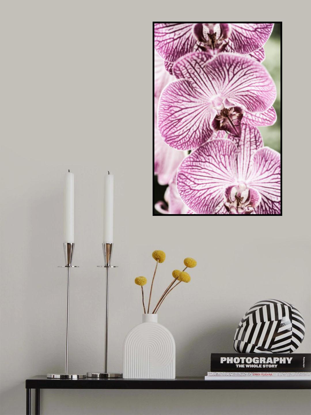 Tiger Blooms Poster och Canvastavla