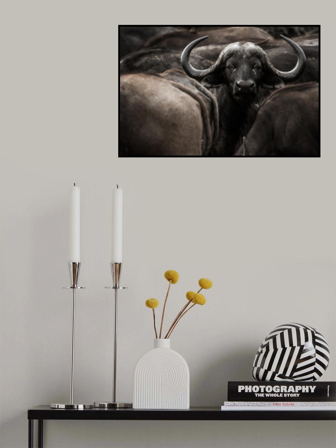 Eye contact Poster och Canvastavla