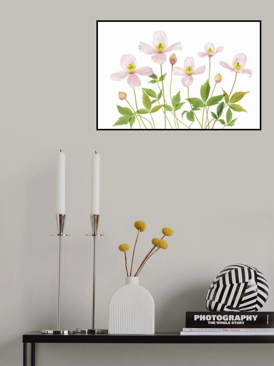 Clematis Poster och Canvastavla