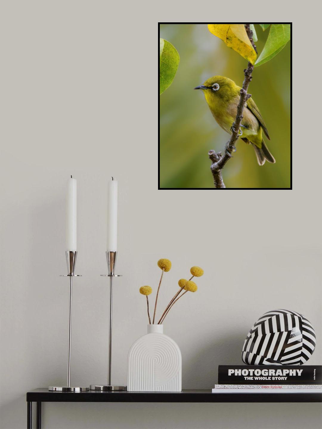 Japanese white eye Poster och Canvastavla