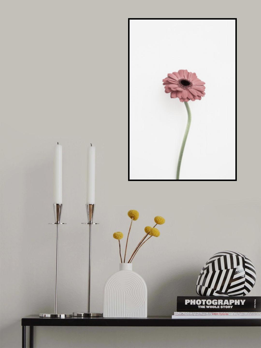 Pink Gerbera Poster och Canvastavla