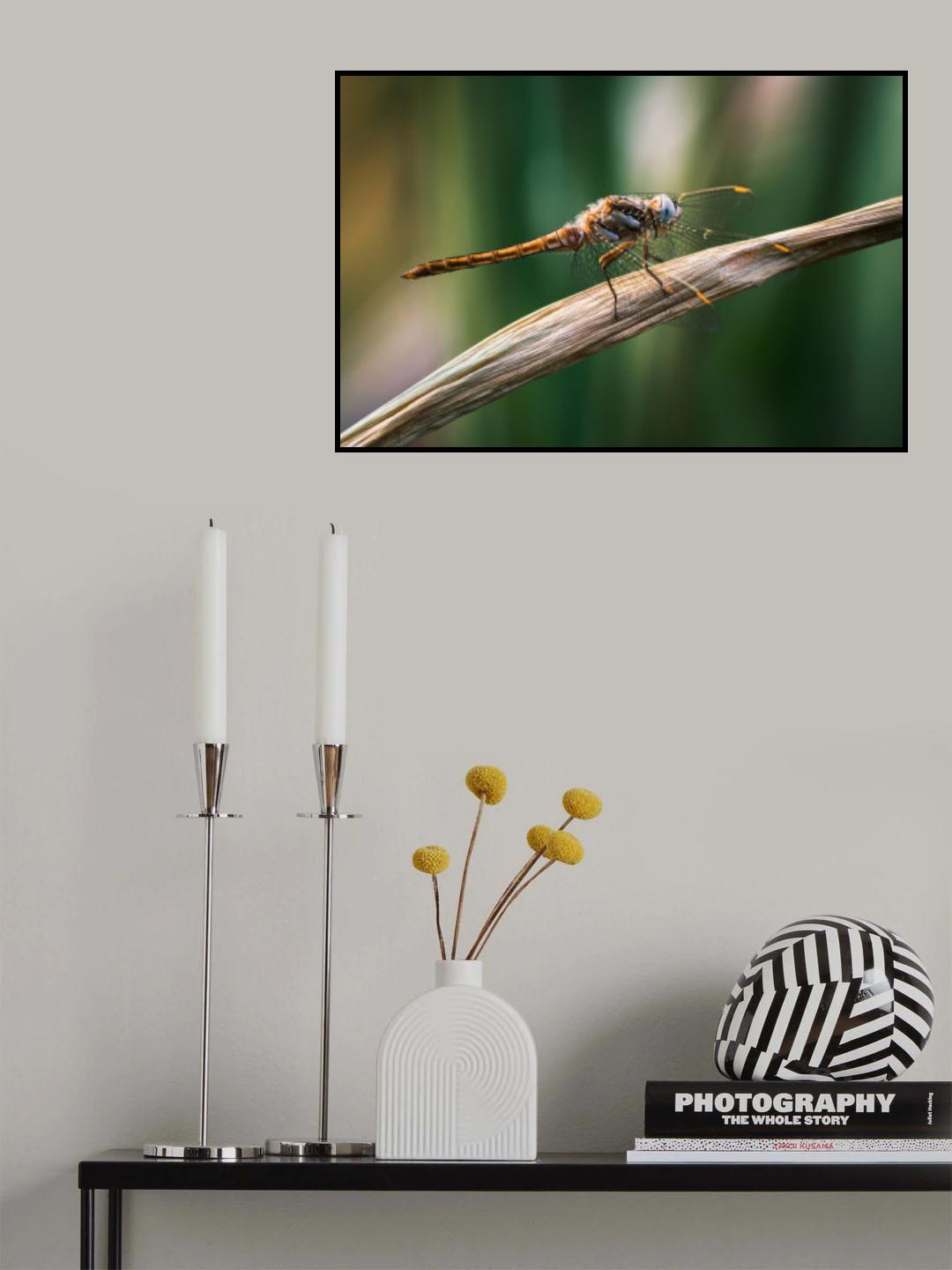 Dragonfly Poster och Canvastavla