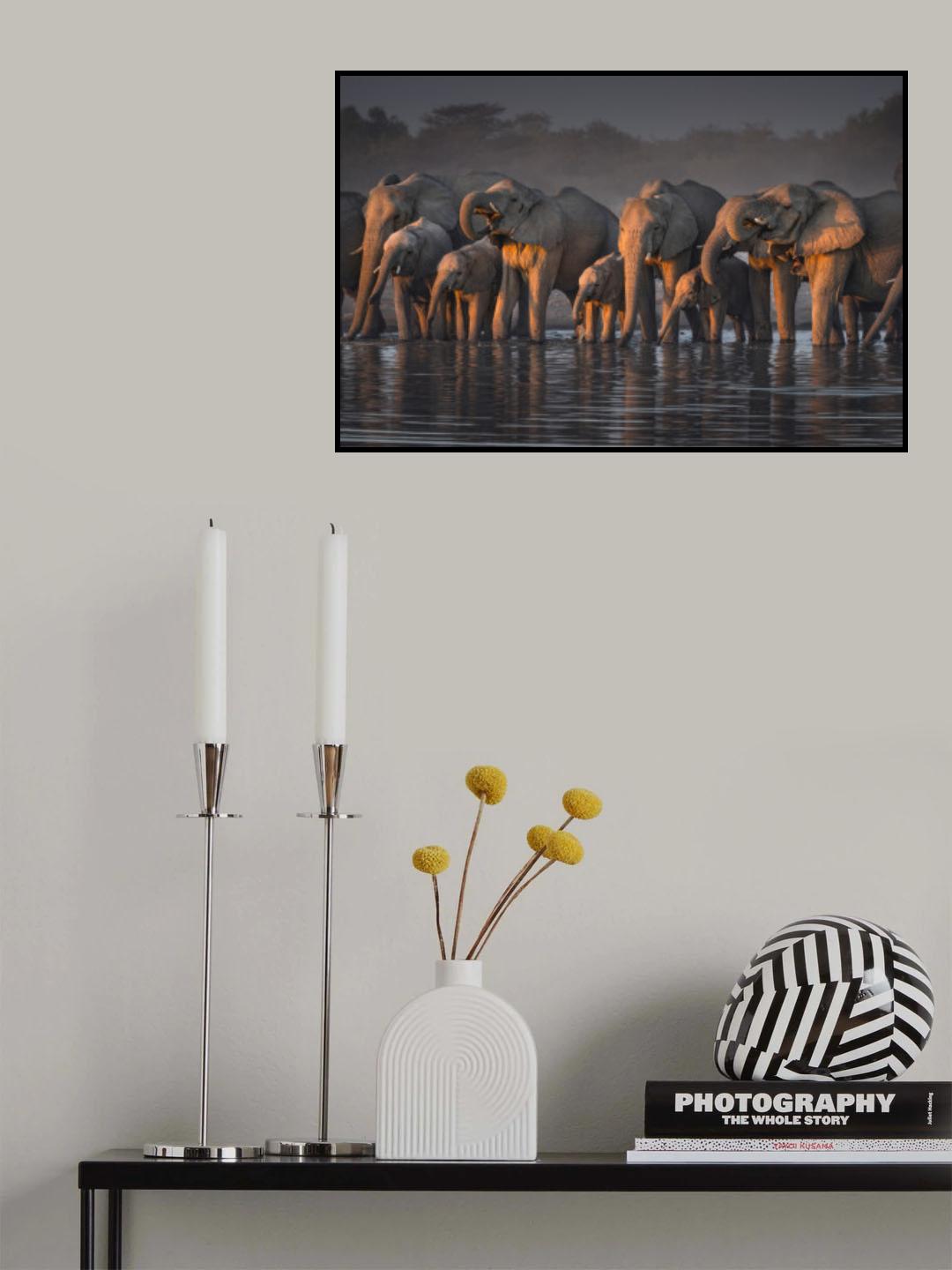 Elephants Poster och Canvastavla