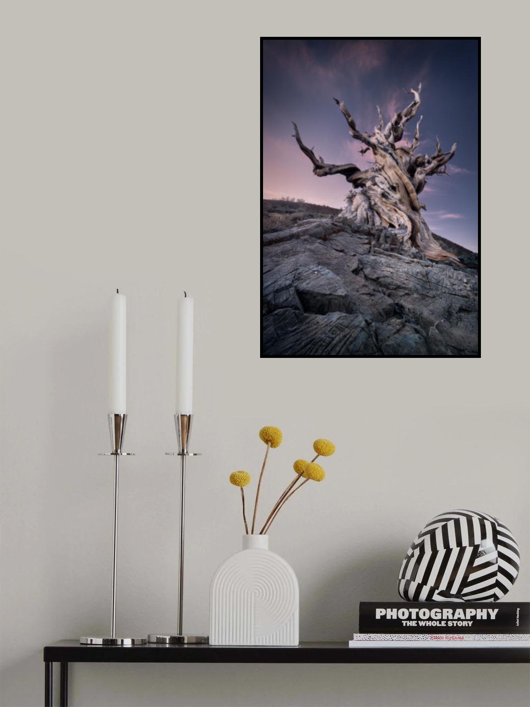 Methuselem Tree Poster och Canvastavla