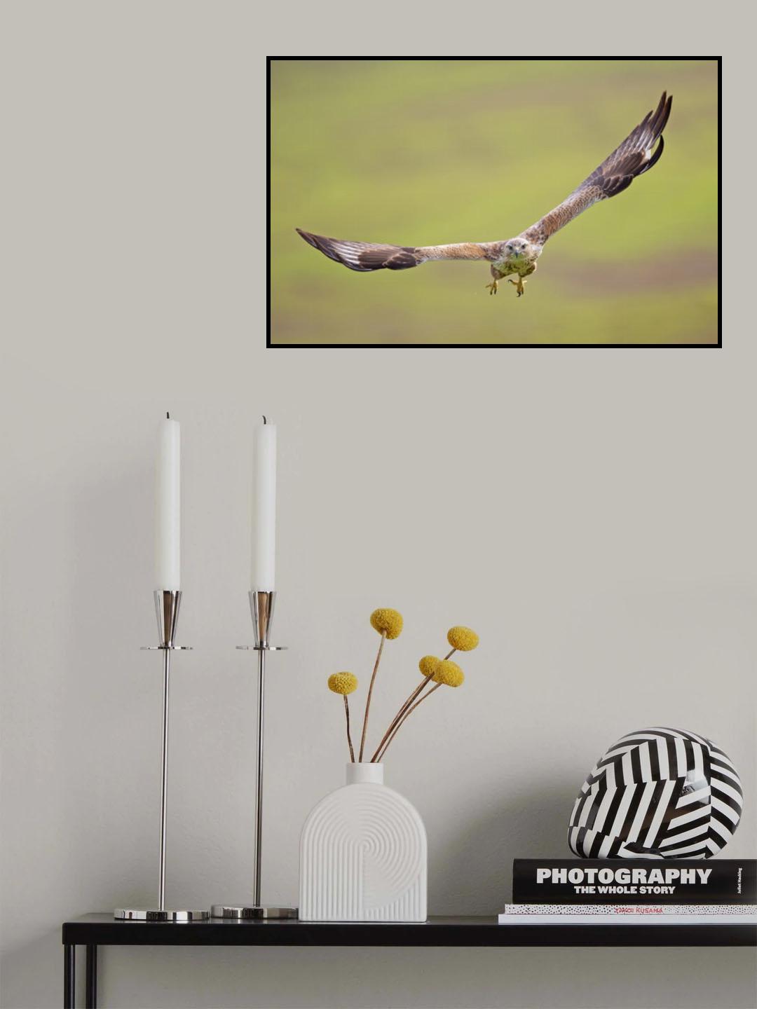 Long-legged Buzzard Poster och Canvastavla