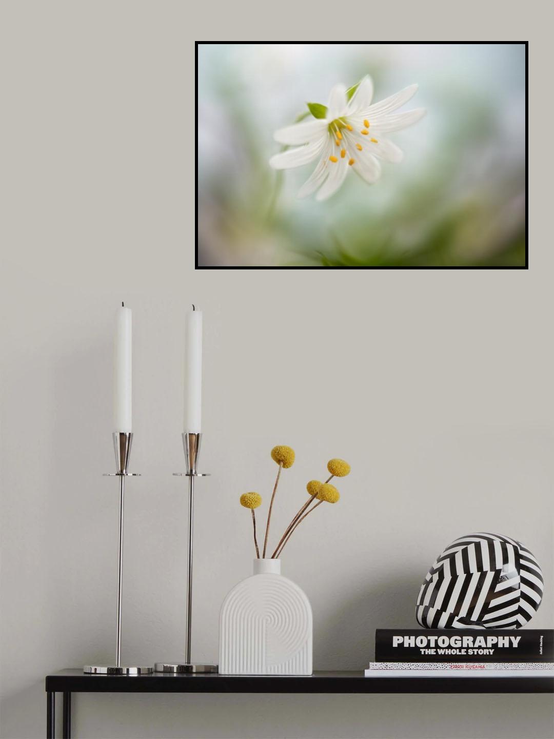 Spring Stitchwort Poster och Canvastavla