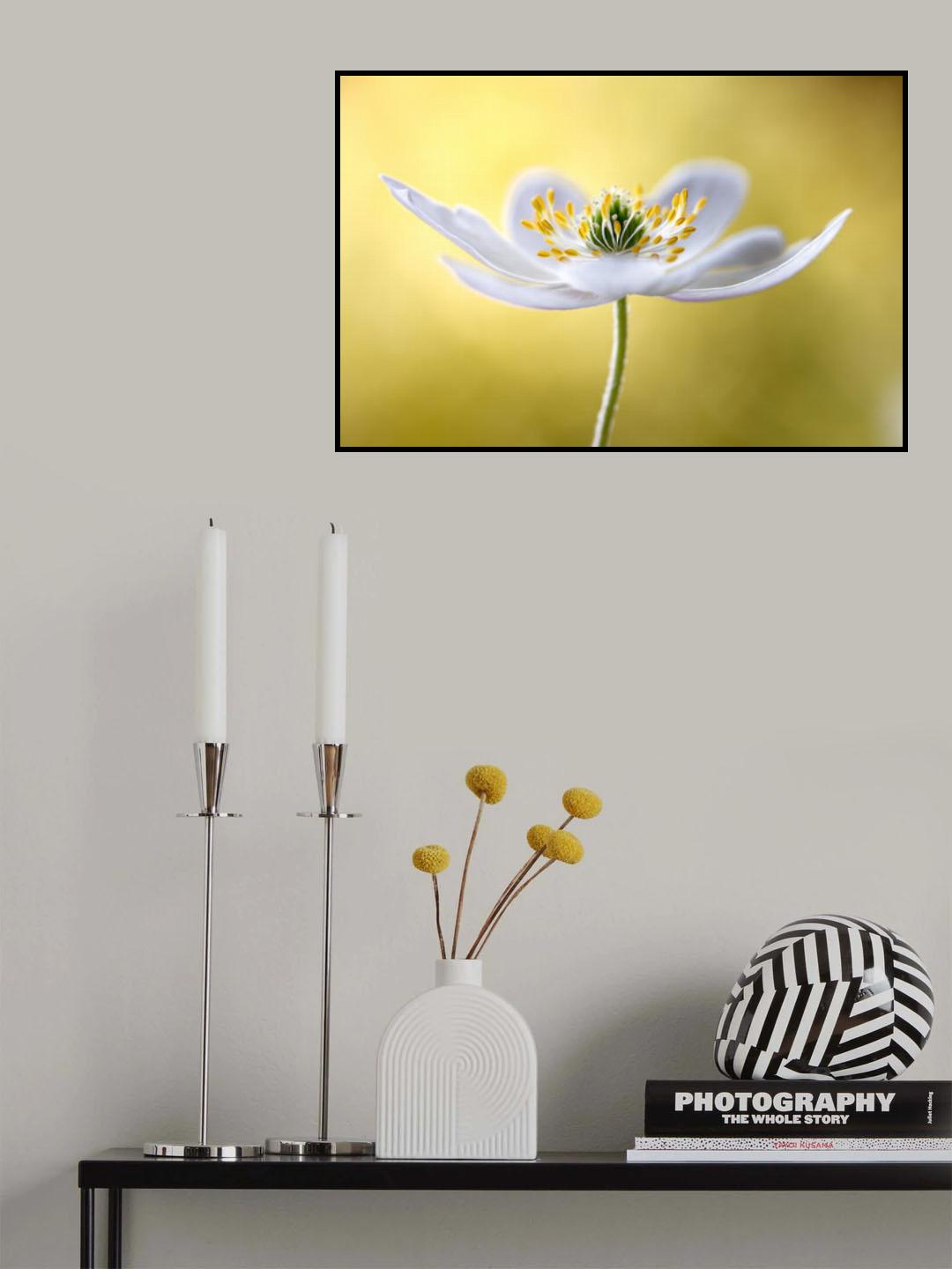 Wood Anemone Poster och Canvastavla