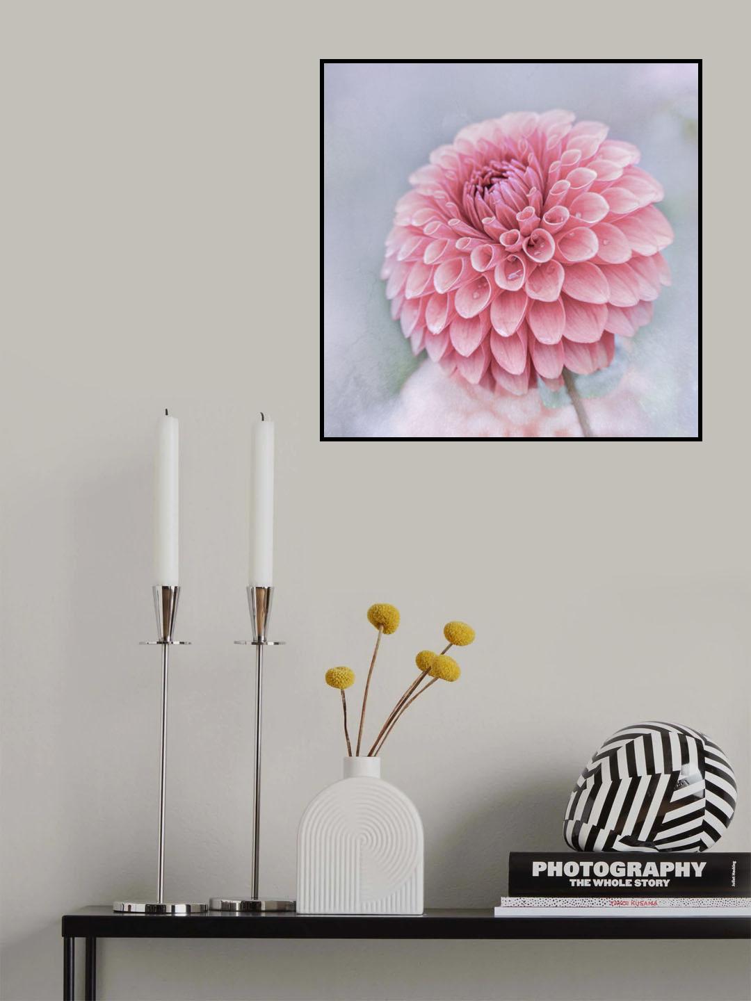 Dahlie Poster och Canvastavla