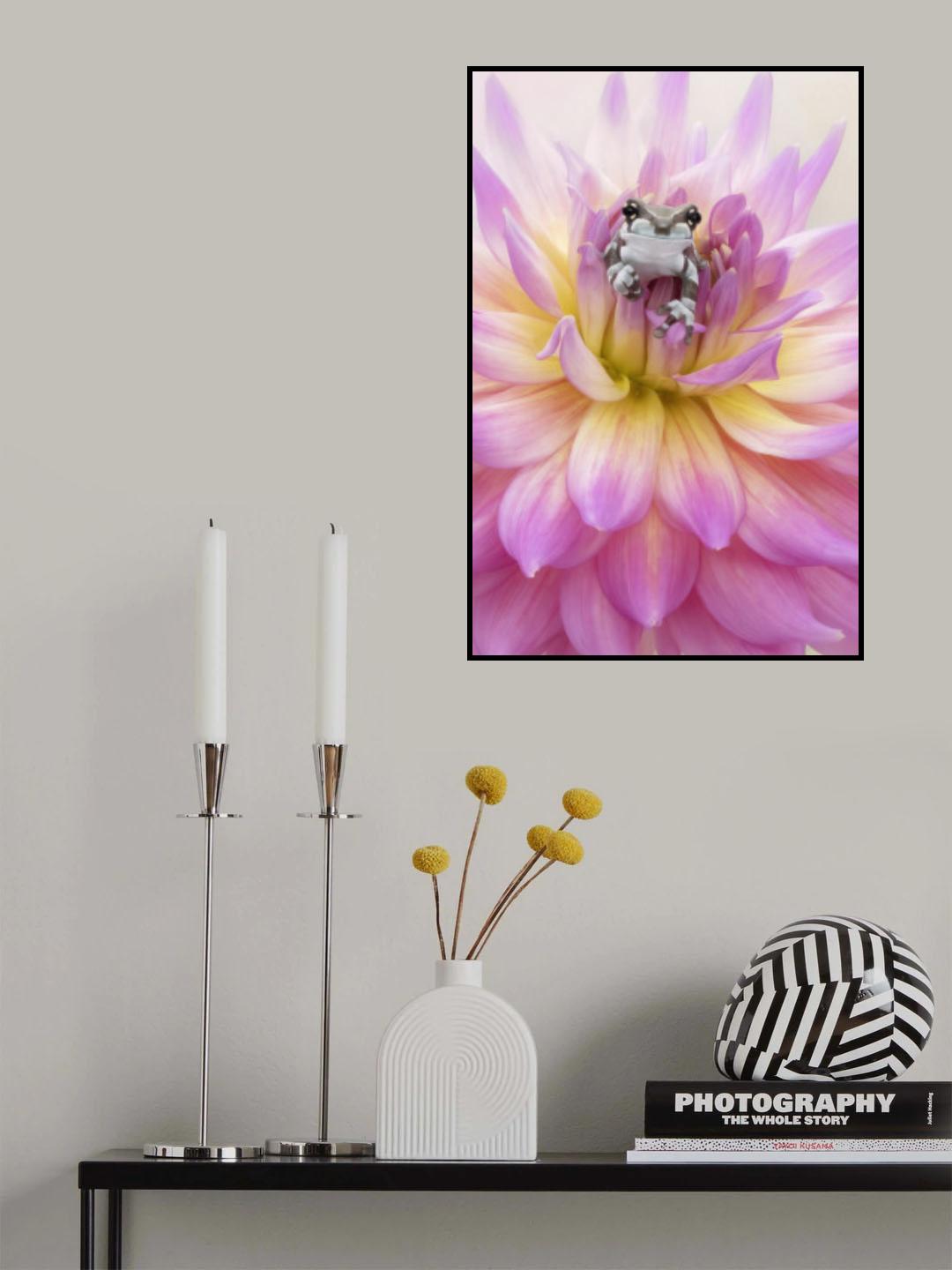 Baby Amazon Milk Frog Poster och Canvastavla