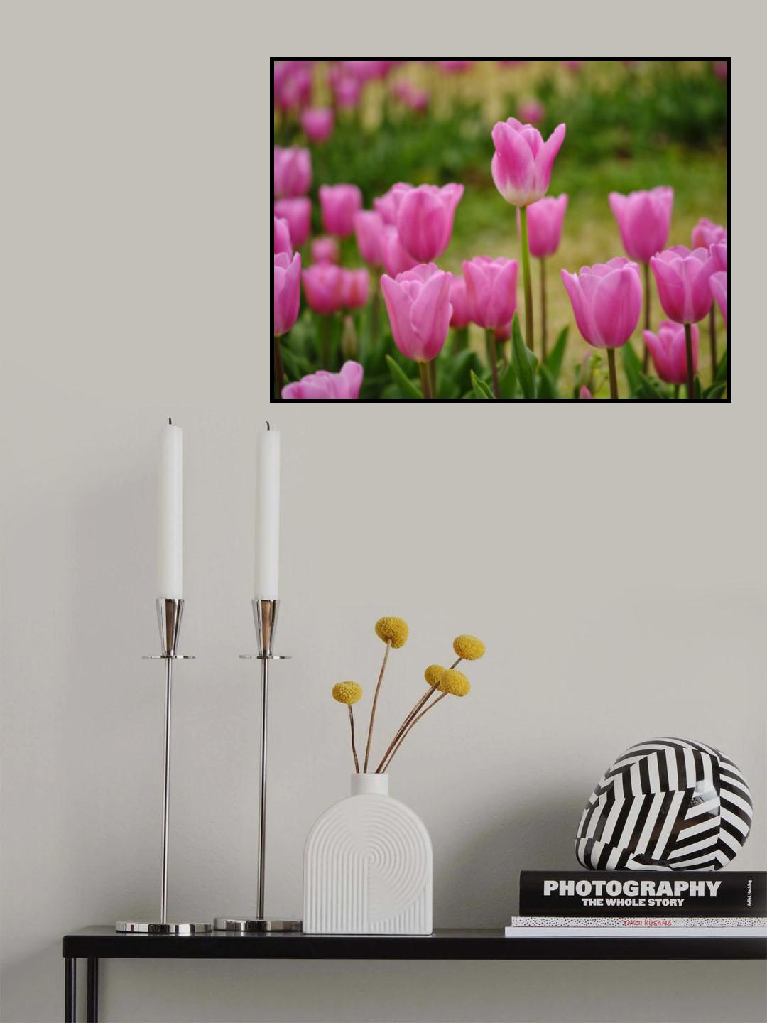 Pink Tulips Poster och Canvastavla