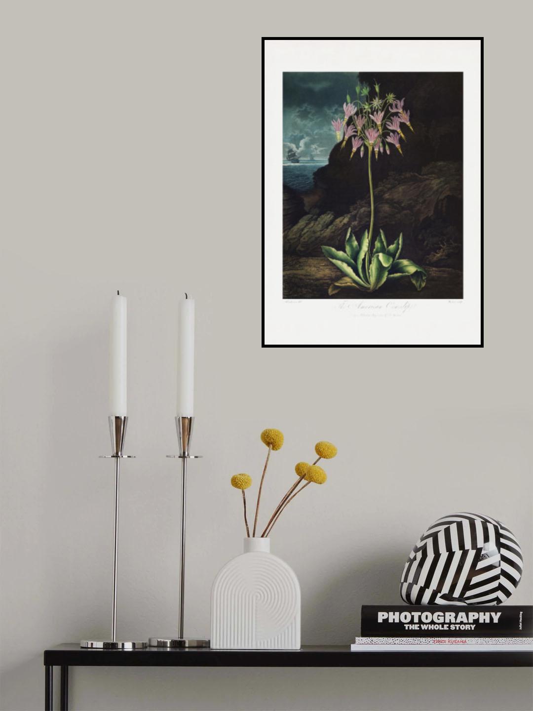 The American Cowslip from The Temple of Flora (1807) Poster och Canvastavla