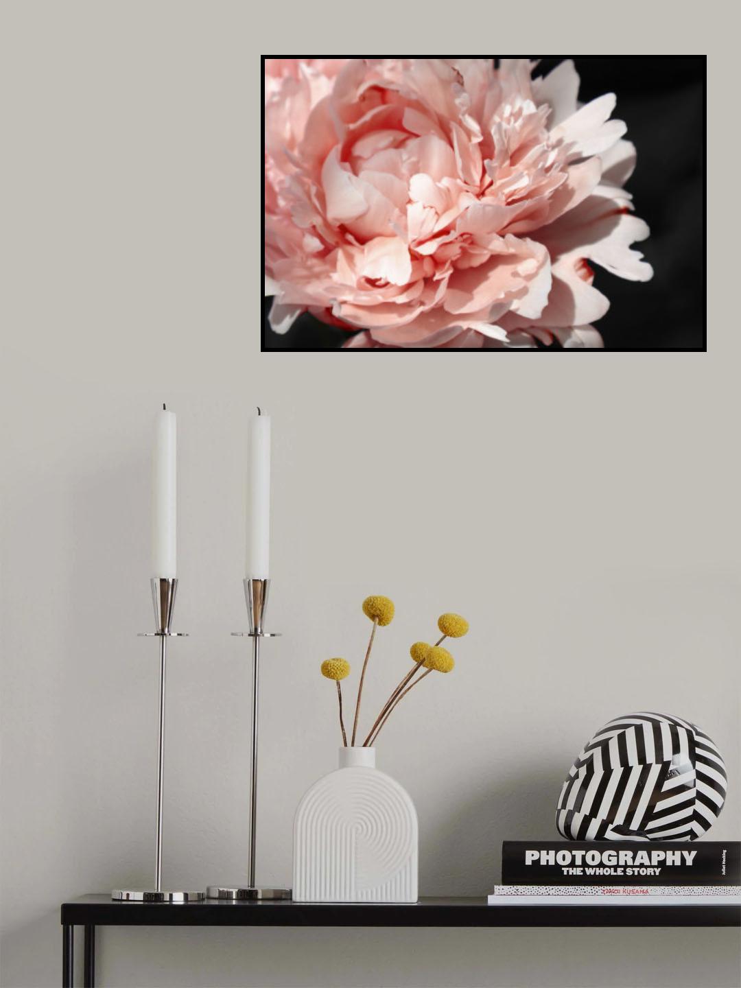 Blush peony VI Poster och Canvastavla