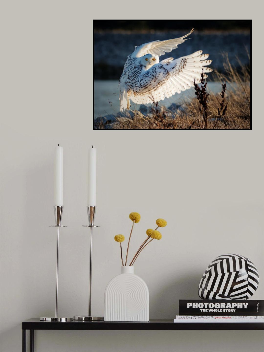 Snowy owl taking off Poster och Canvastavla