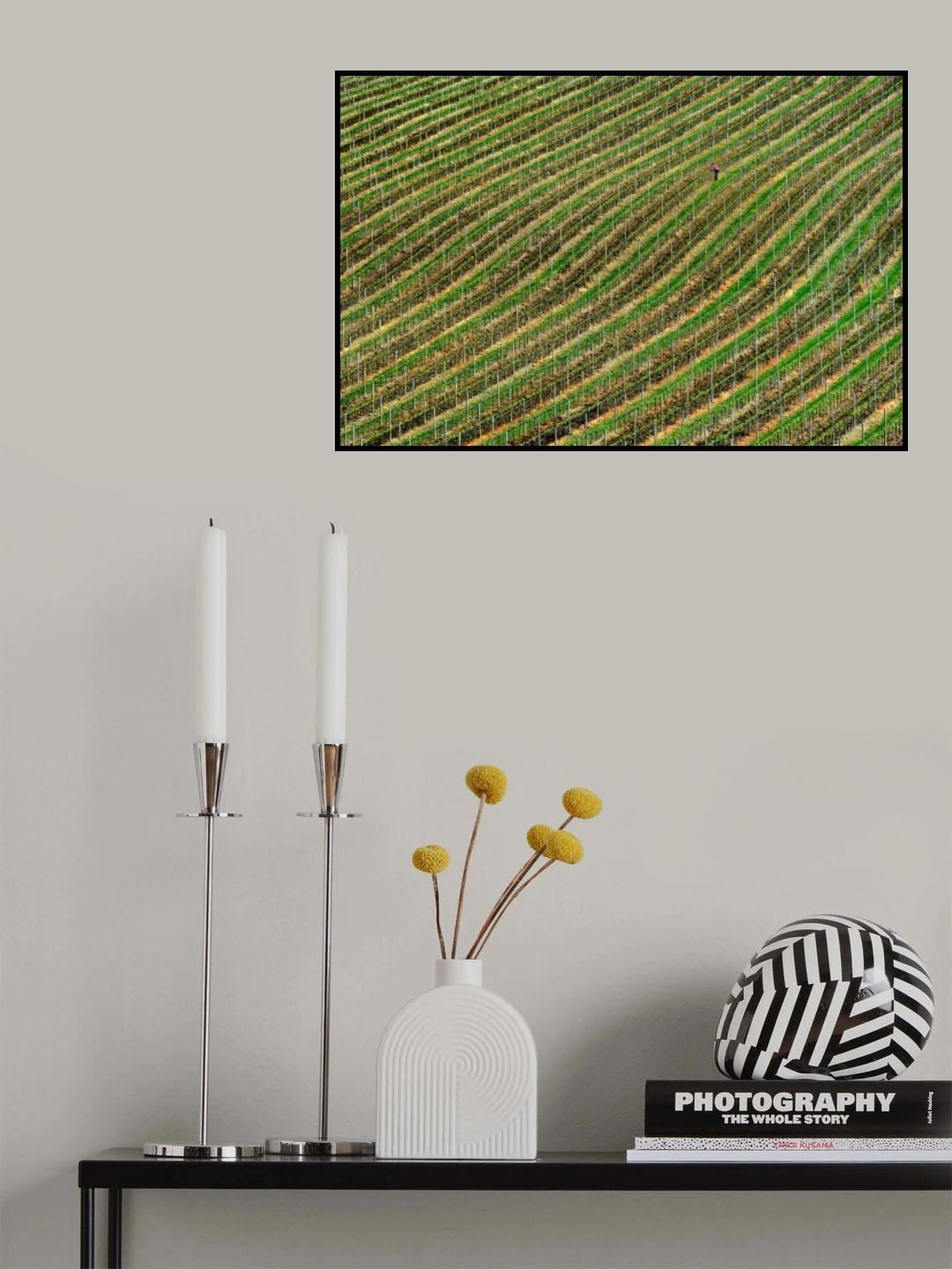 Vineyard Poster och Canvastavla