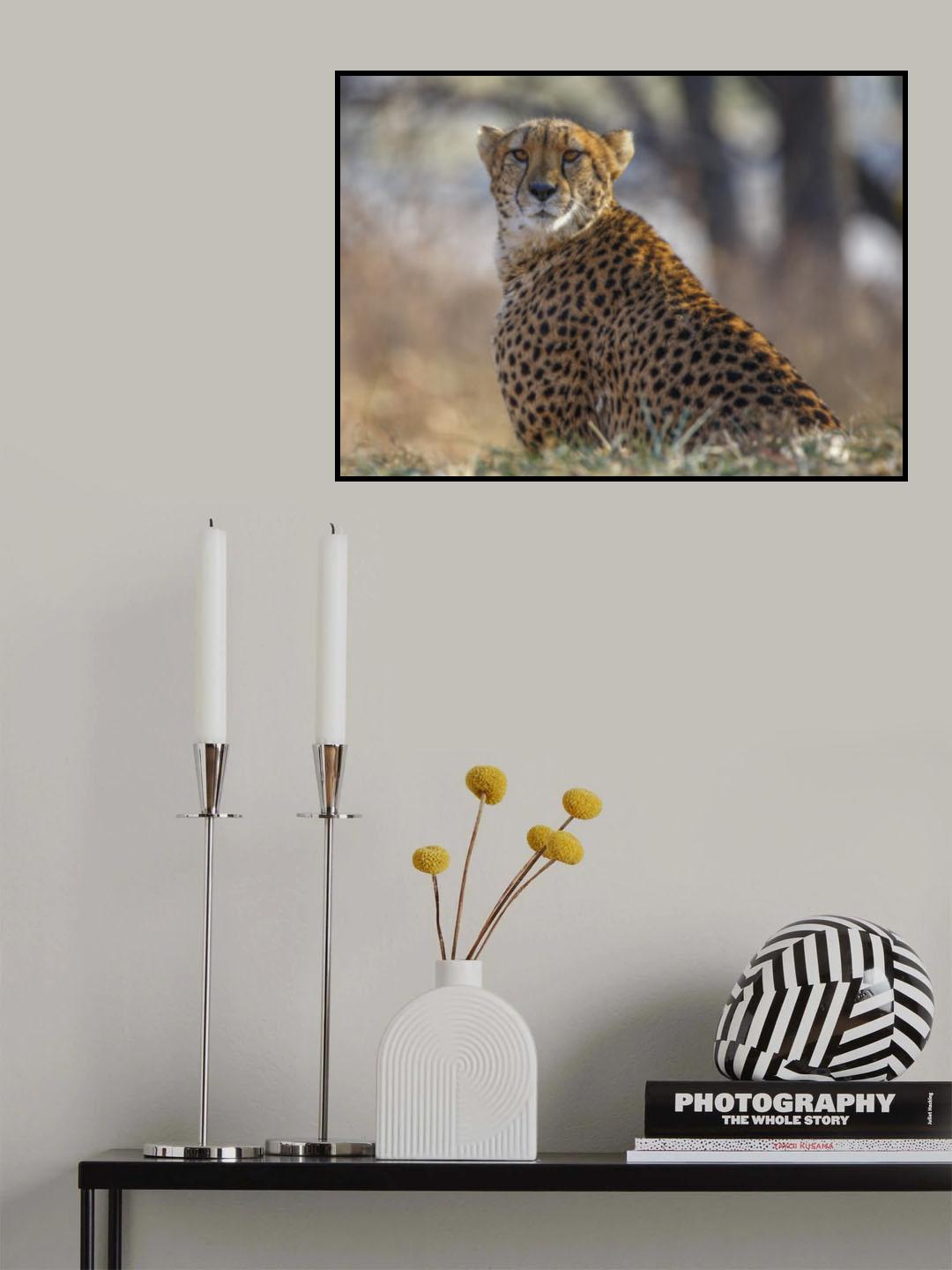 Eye Contact Poster och Canvastavla