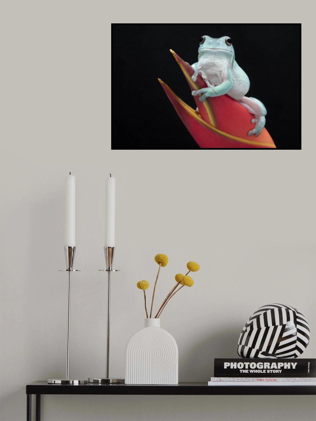 Whites Tree Frog Poster och Canvastavla