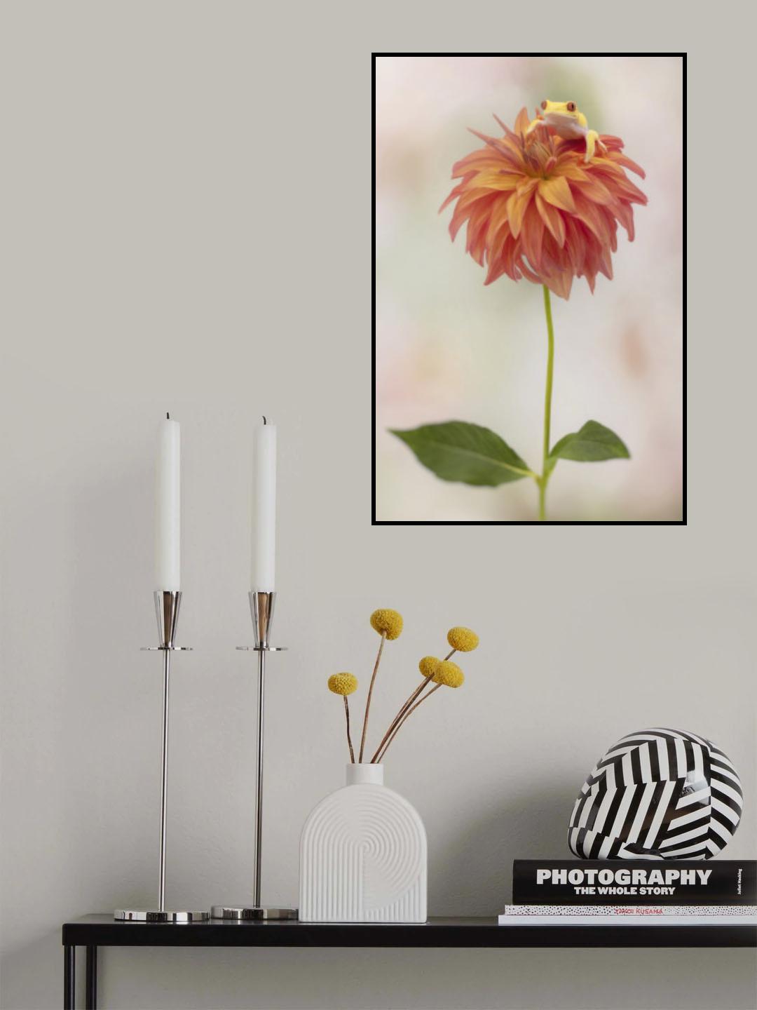 Albino Red Eyed Tree Frog on a Dahlia Poster och Canvastavla