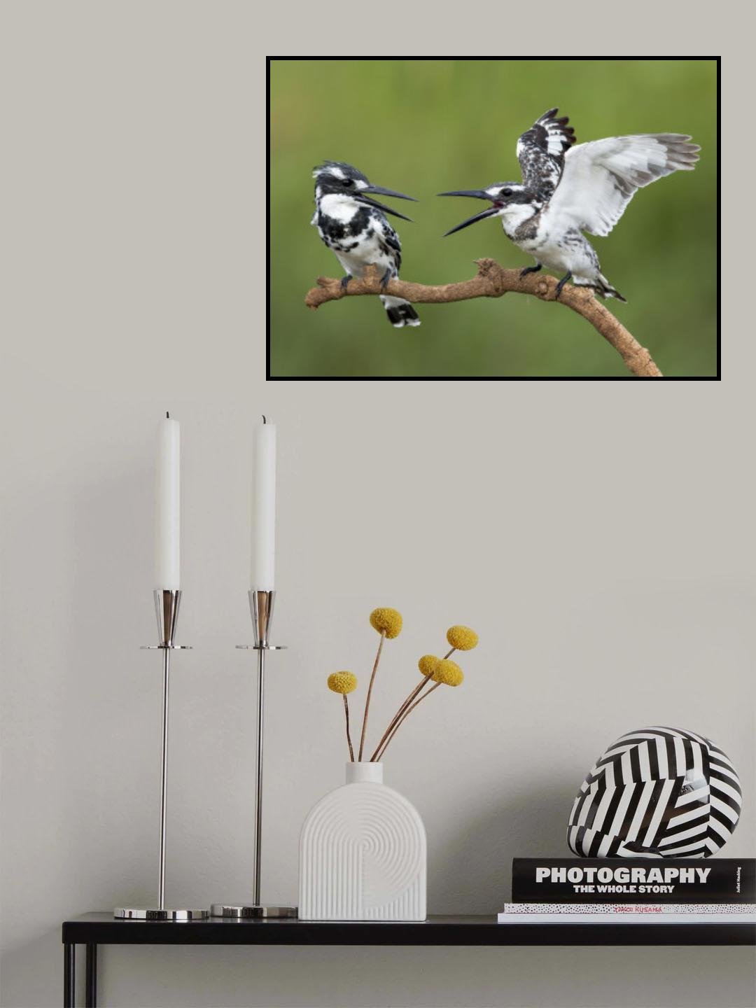 Ceryle rudis Poster och Canvastavla