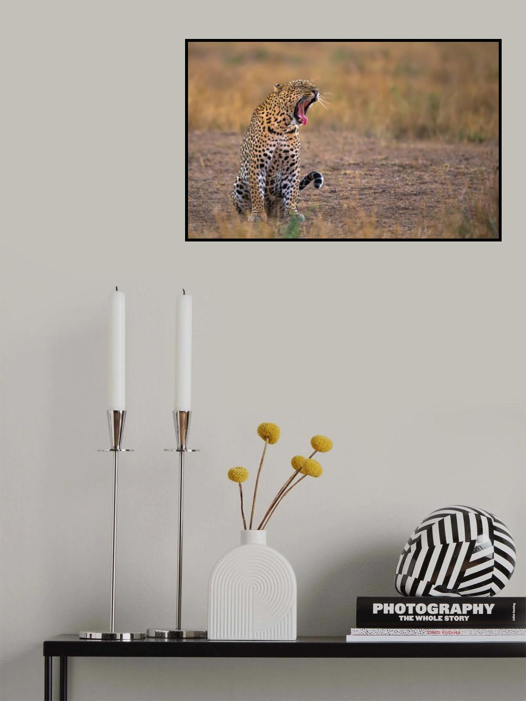 Yawning Leopard Poster och Canvastavla