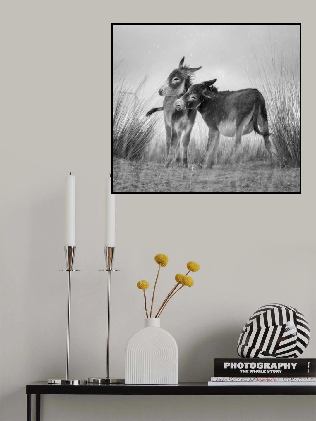 Burros in rainfall Poster och Canvastavla
