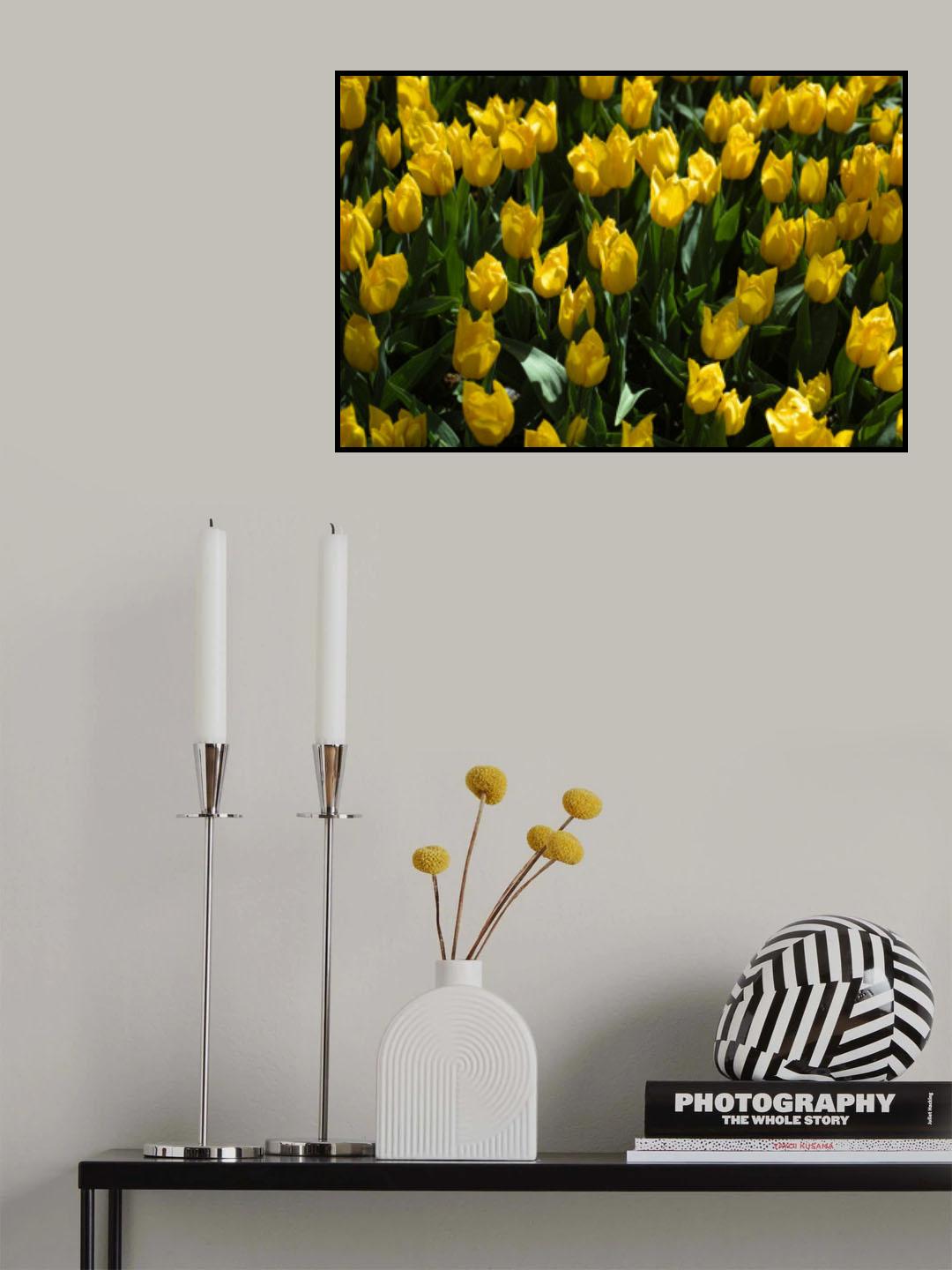 colorful tulips Poster och Canvastavla