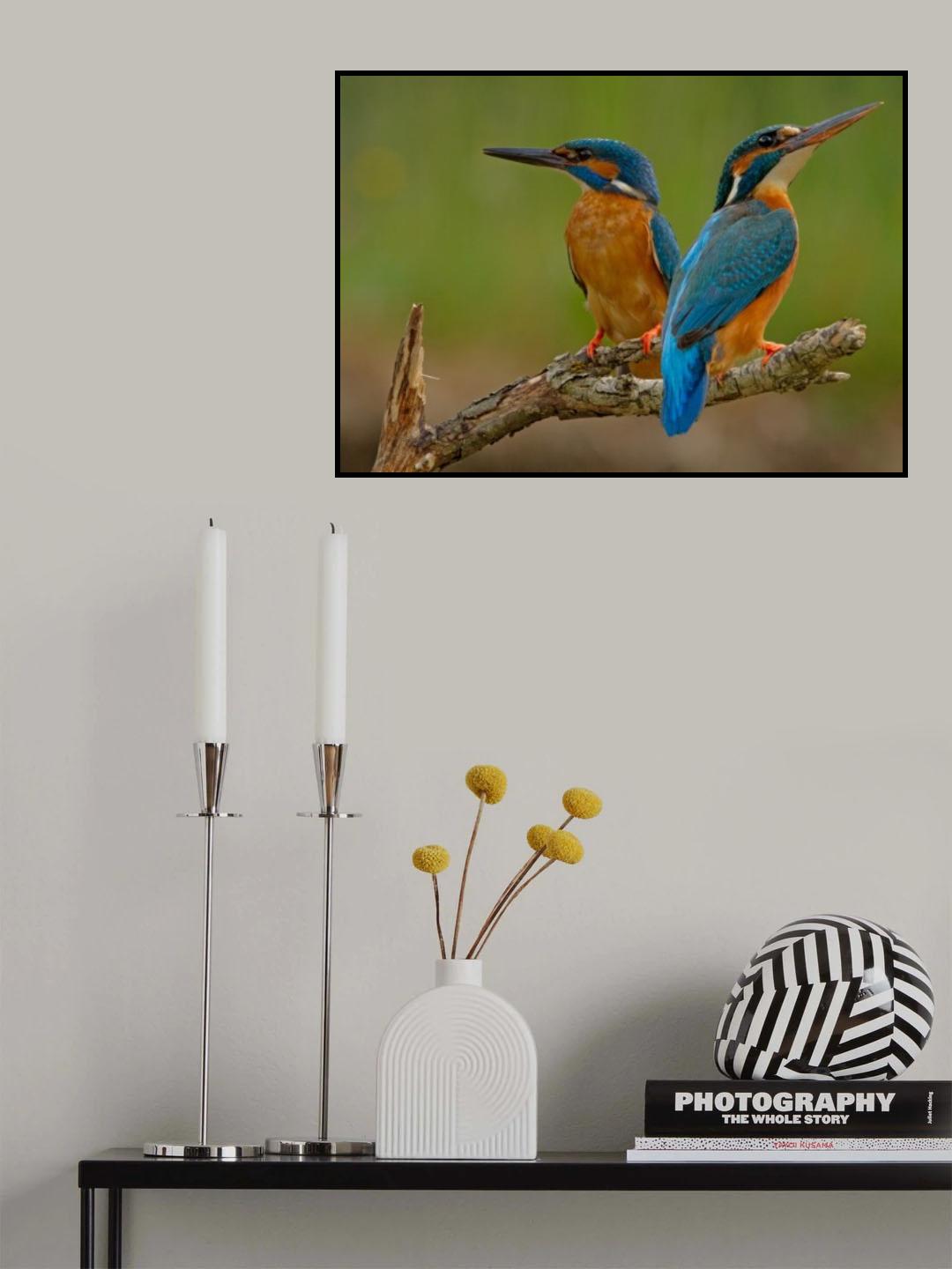 Kingfisher (Alcedo atthis) Poster och Canvastavla