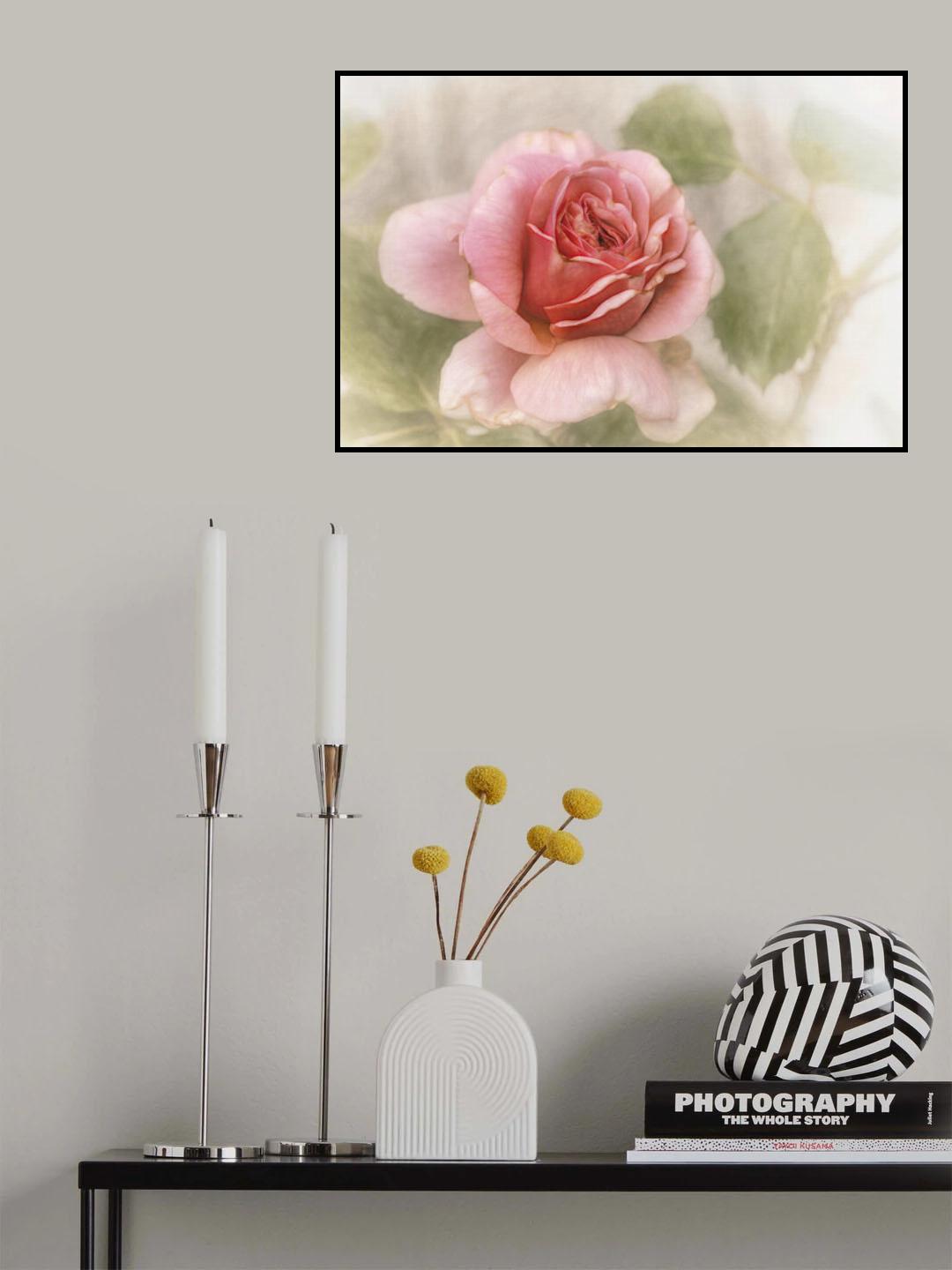 smooth rose Poster och Canvastavla