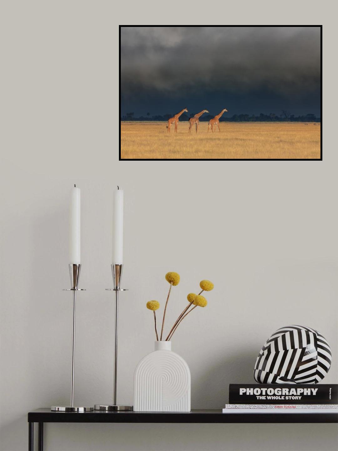 Trio Giraffes in Kenya Storm Poster och Canvastavla