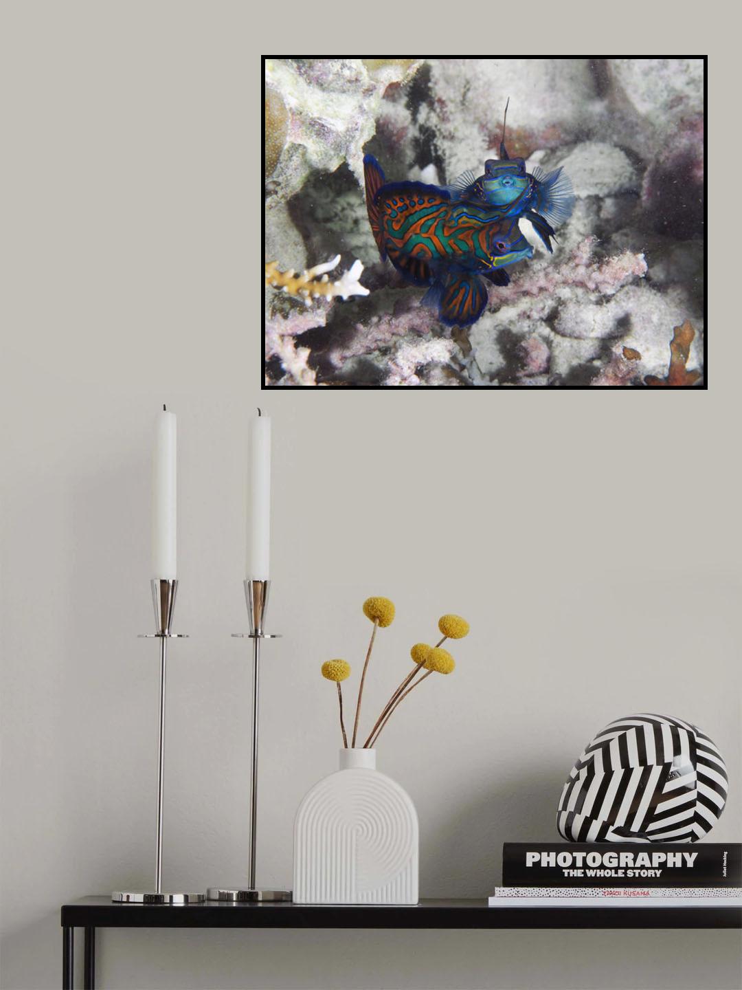 Mandarin Duo Poster och Canvastavla